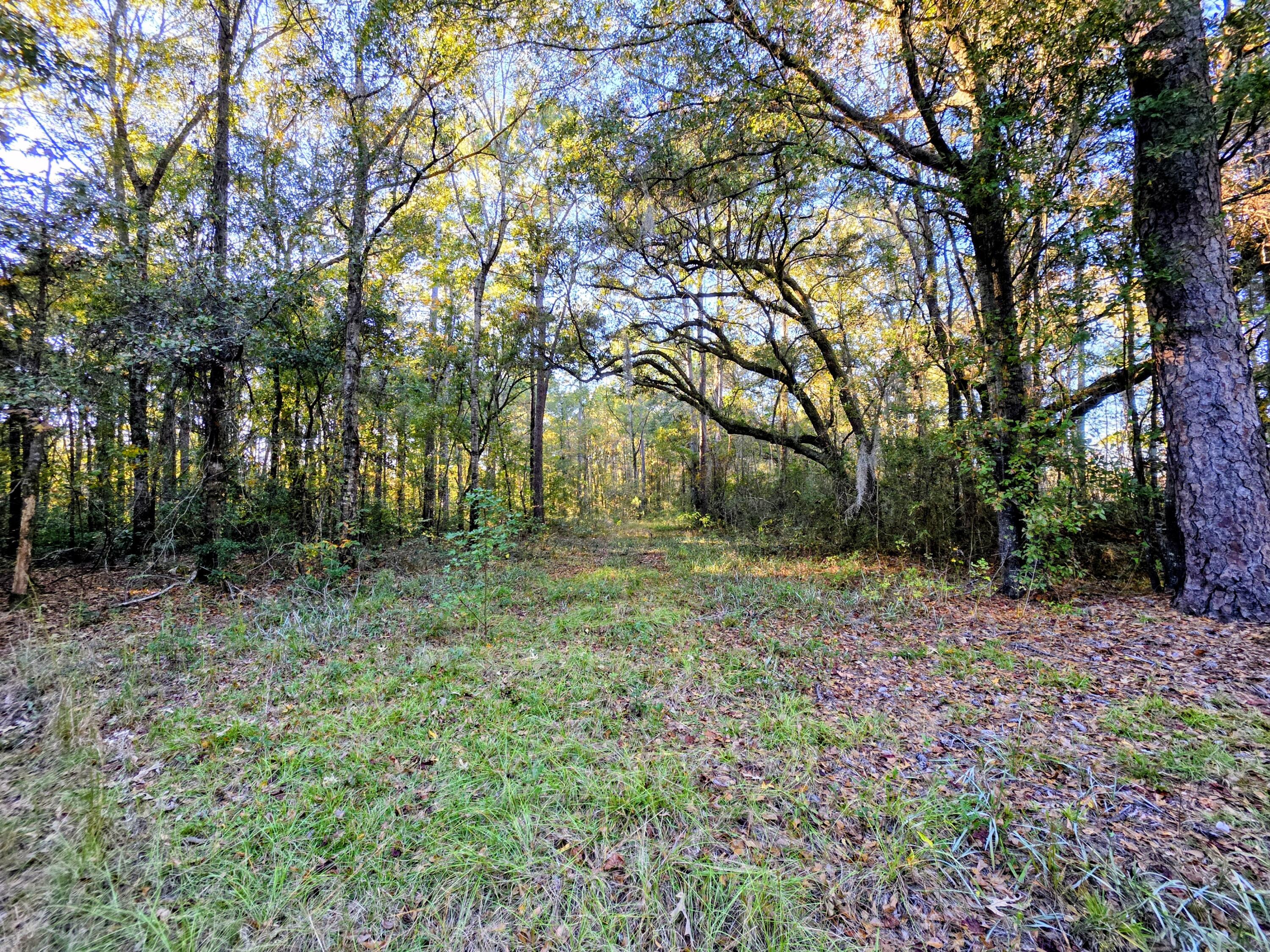 8750 Old Georgetown Road McClellanville, SC 29458 - Photo 5 of 8 Beautiful wooded tract