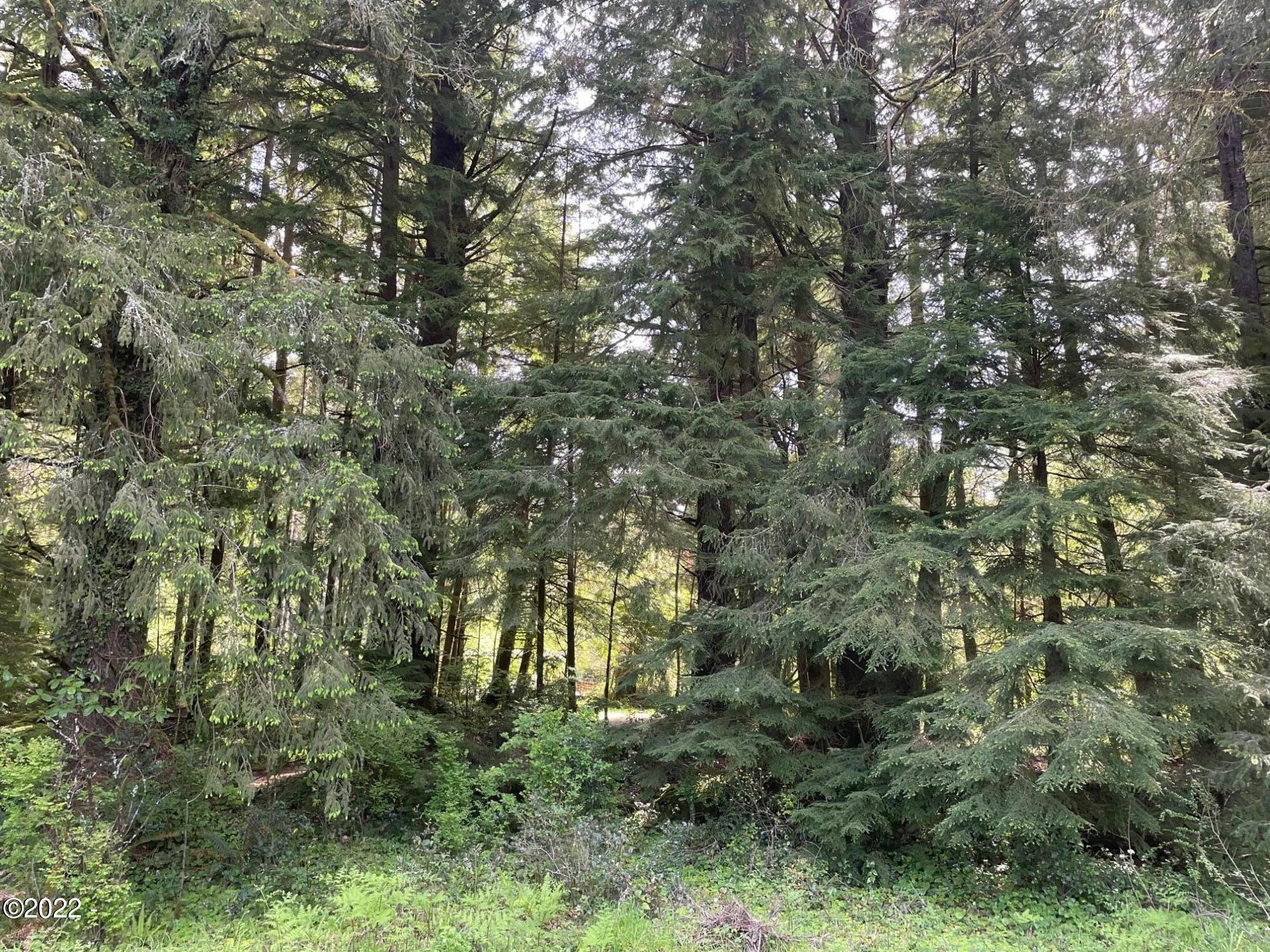 121 East Castle Road Waldport, OR 97394 - Photo 12 of 25 trees
