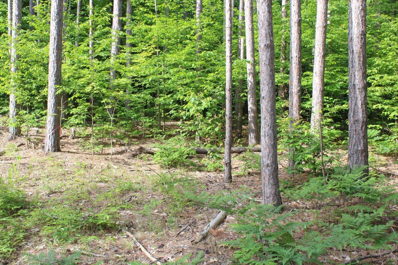 2750 Apple Creek Road Kalkaska, MI 49646 - Photo 10 of 24