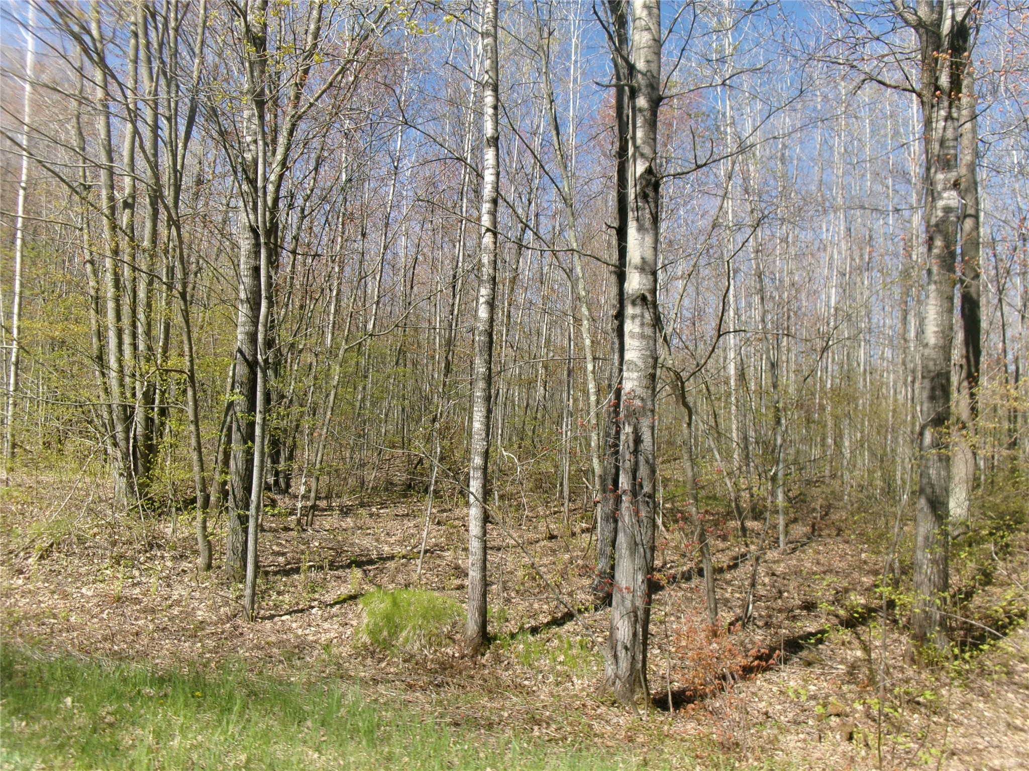 35410 Moody Lake Road Sarona, WI 54870 - Photo 12 of 14