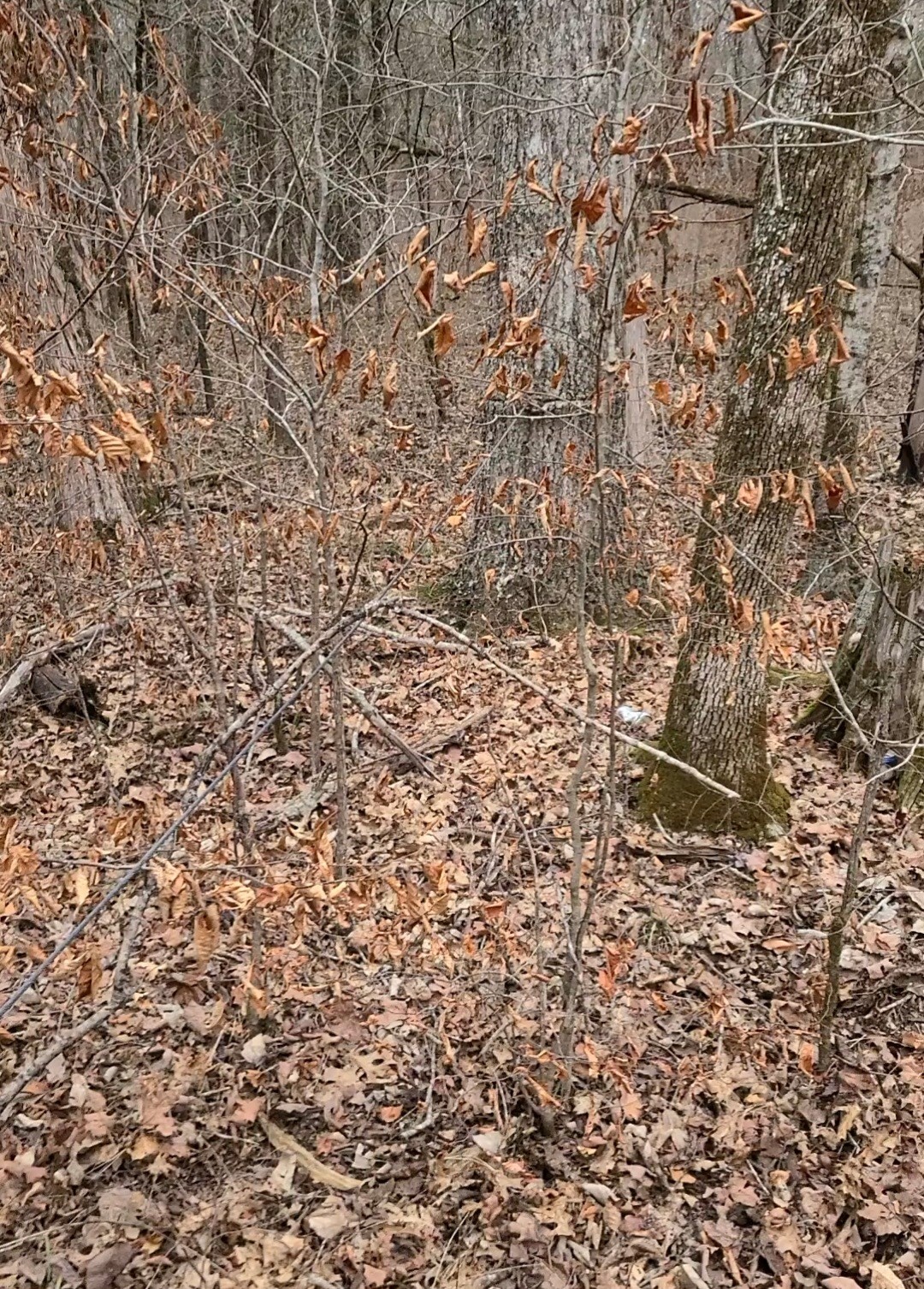 0 Sharp Lane Columbia, TN 38401 - Photo 1 of 7