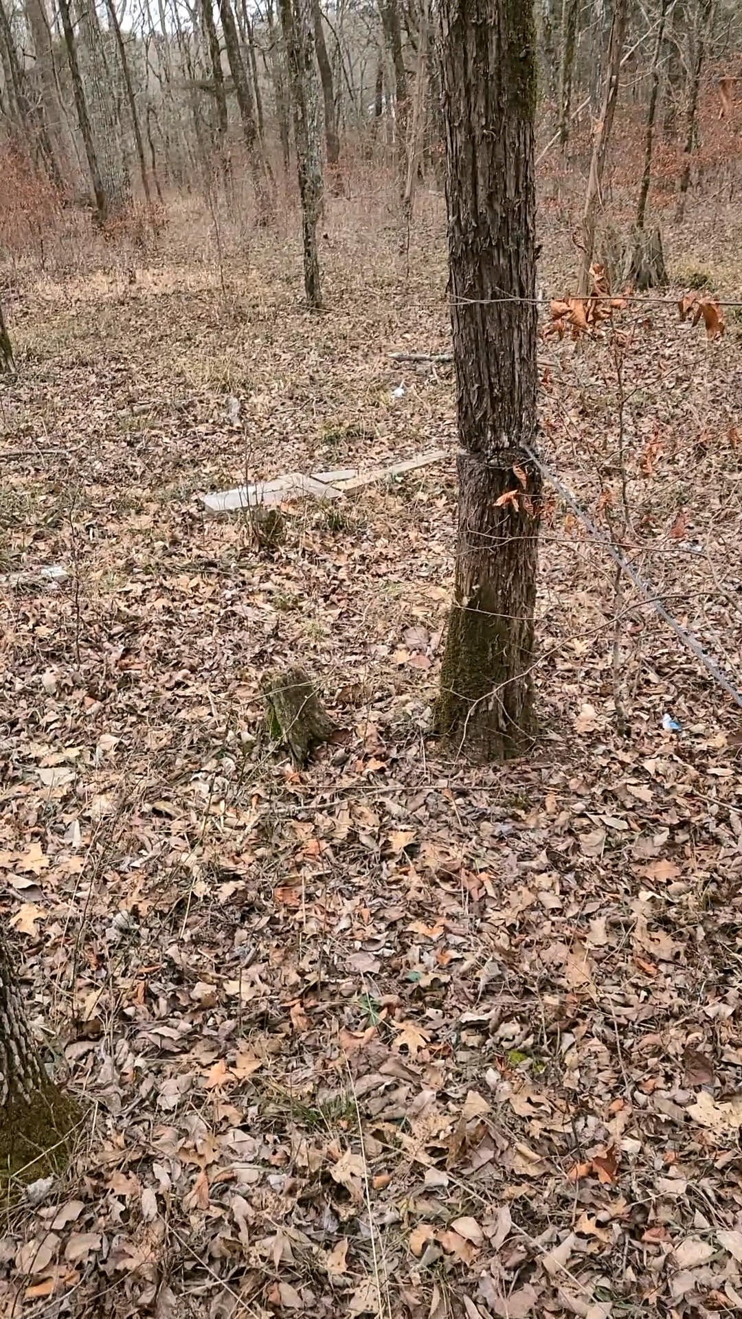 0 Sharp Lane Columbia, TN 38401 - Photo 2 of 7 a view of a dry yard