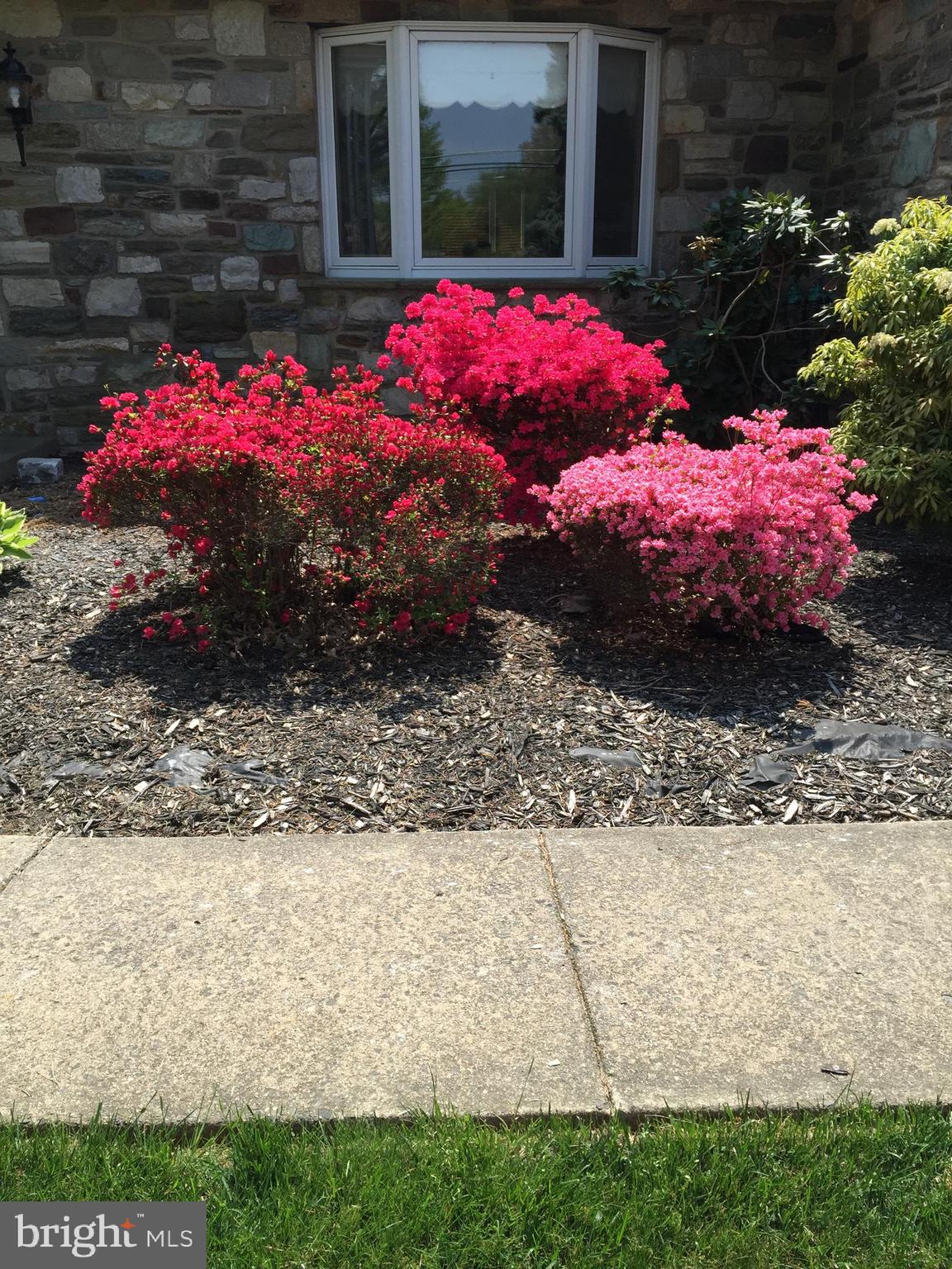 913 Herman Road Horsham, PA 19044 - Photo 54 of 55 Beautiful Spring flowers at 913 Herman