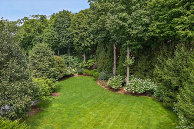 a view of a lush green forest