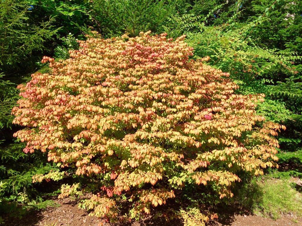 884 Tremont Road Bernard, ME 04612 - Photo 23 of 24 Beautiful autumn colors!