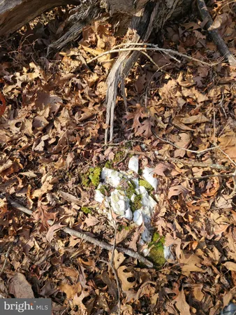 a close up of a plant