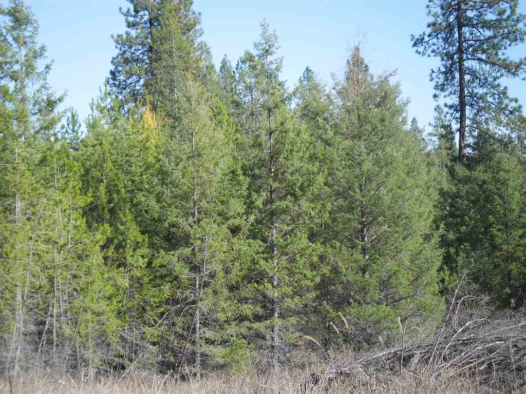 Lumberg Road Springdale, WA 99173 - Photo 5 of 20