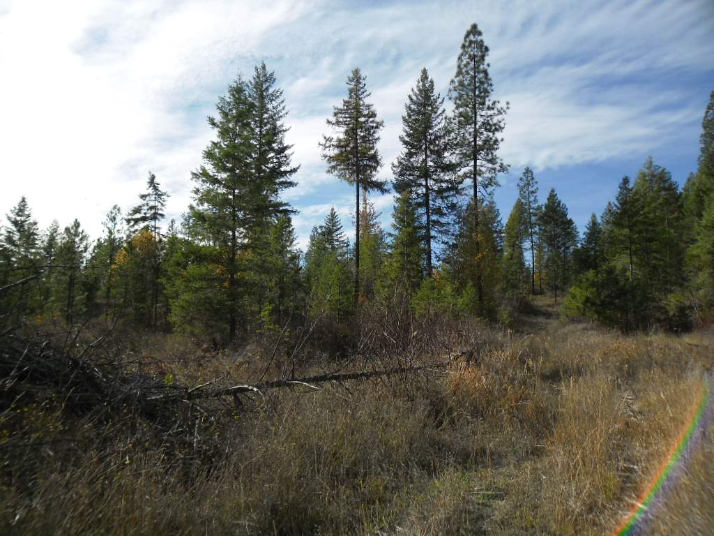 Lumberg Road Springdale, WA 99173 - Photo 6 of 20