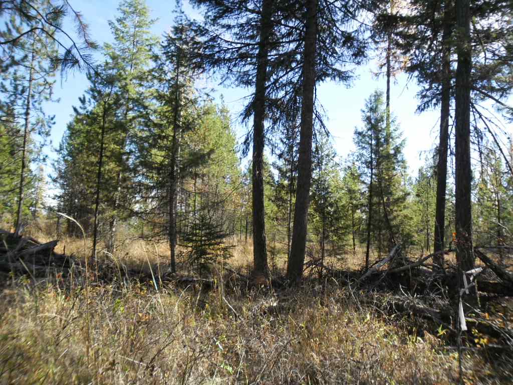 Lumberg Road Springdale, WA 99173 - Photo 8 of 20