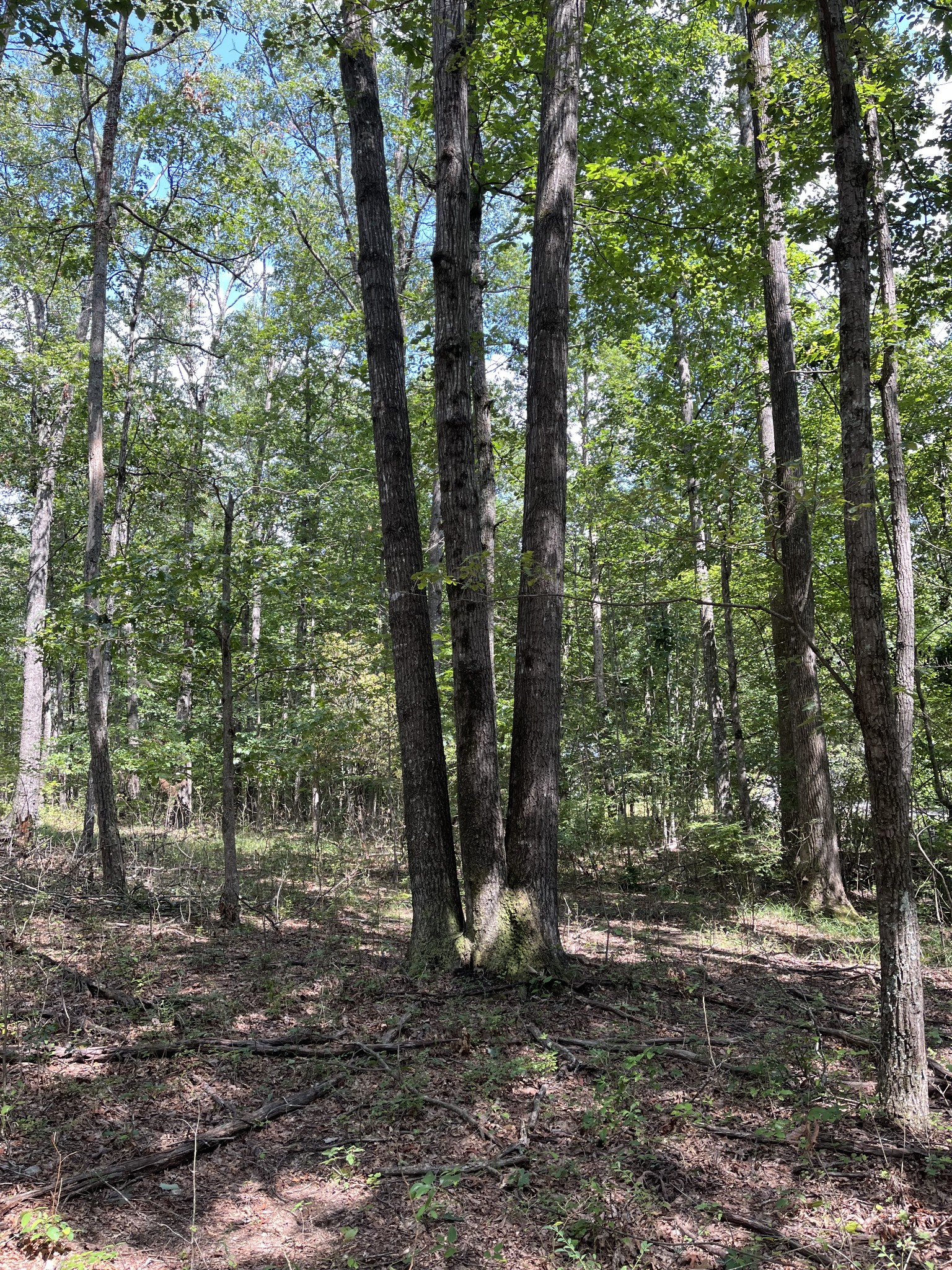 201 Blackberry Farm Road Monteagle, TN 37356 - Photo 2 of 3