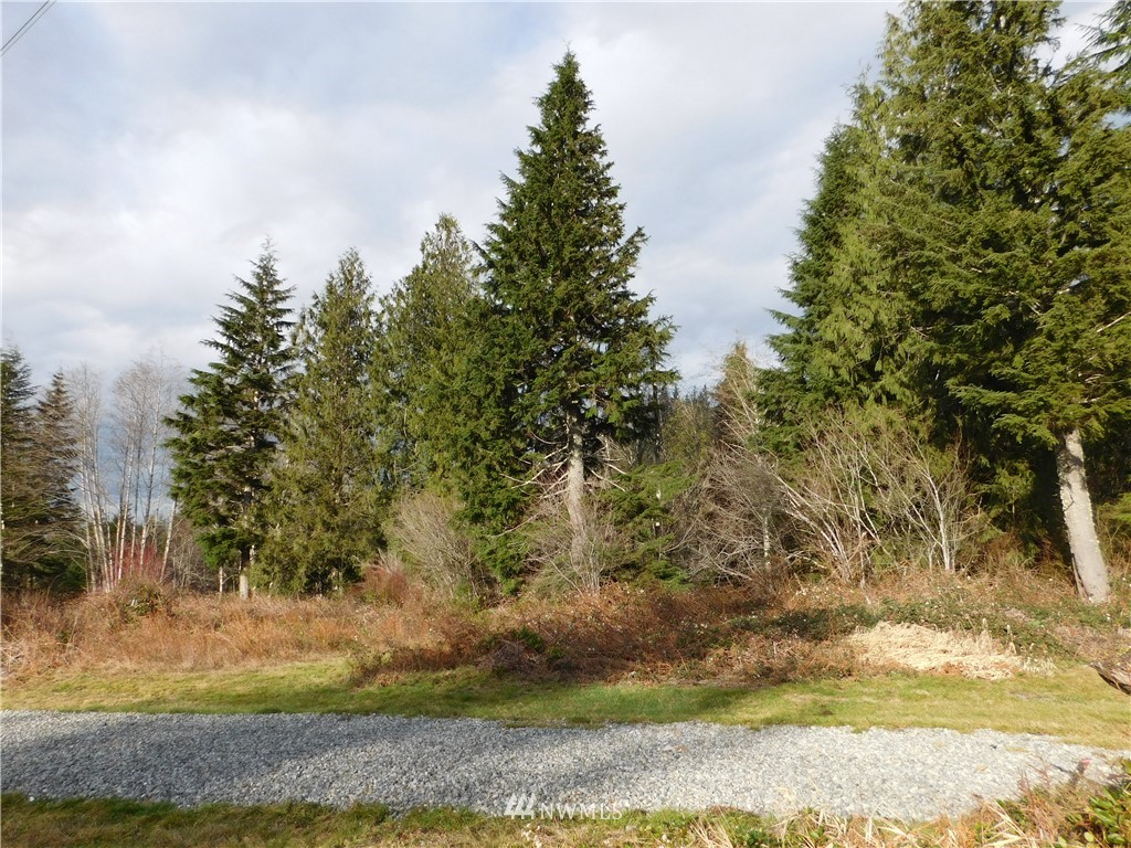 15524 May Creek Road Gold Bar, WA 98251 - Photo 7 of 36 a view of a yard with an trees