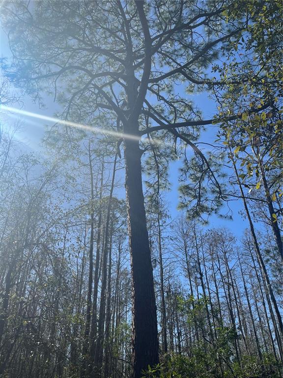 Mt Pleasant Road Groveland, FL 34736 - Photo 10 of 15
