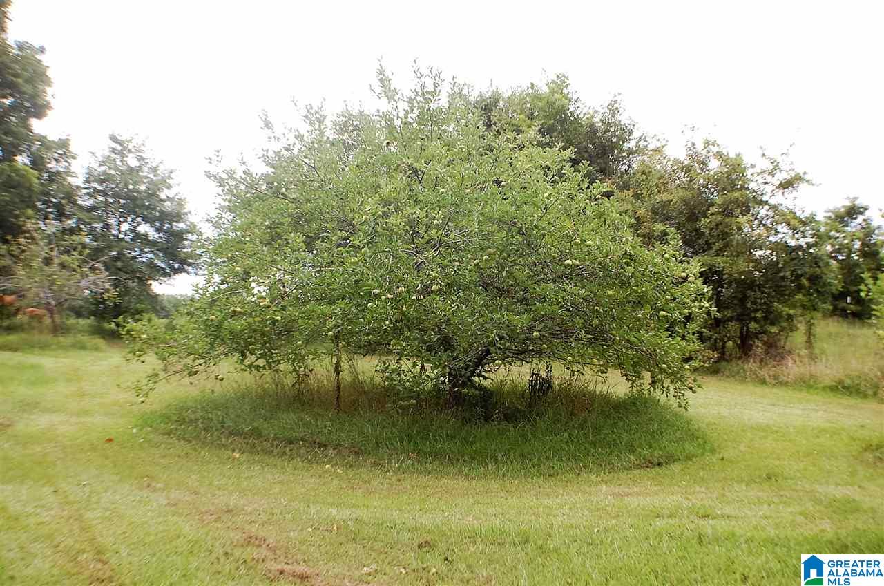 155 County Road 177 Jemison, AL 35085 - Photo 2 of 34