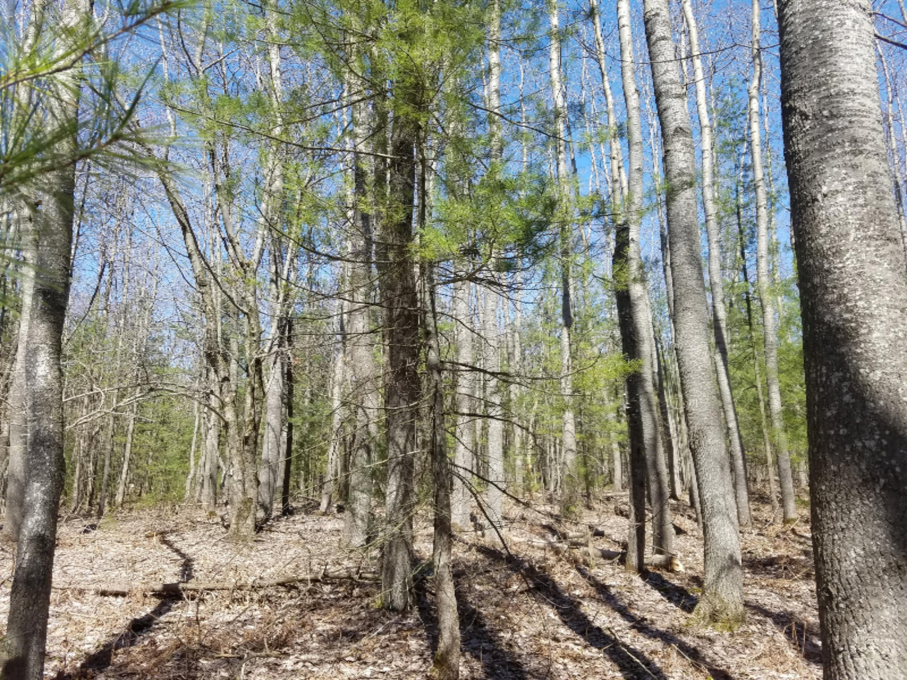 4050 Red Apple Road Manistee, MI 49660 - Photo 3 of 17 157