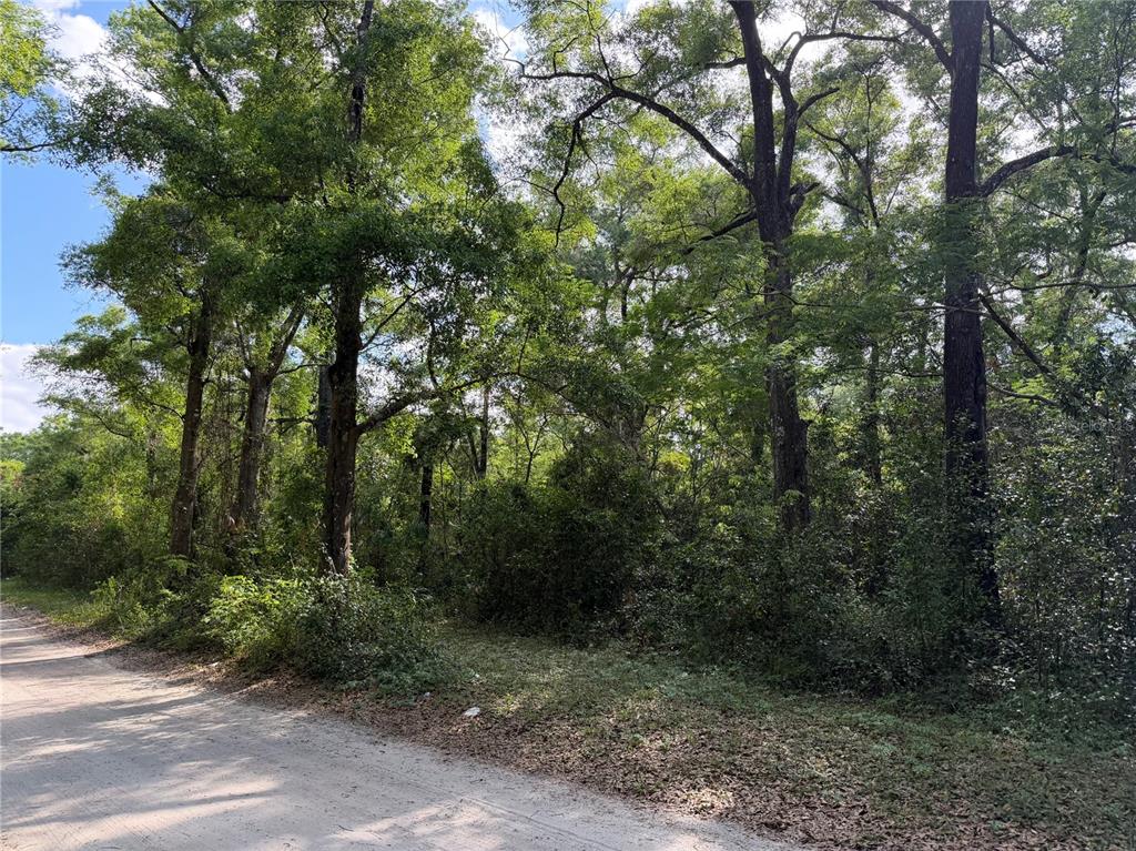 1410 Northwest 10th Street Chiefland, FL 32626 - Photo 1 of 4 a view of a forest with trees