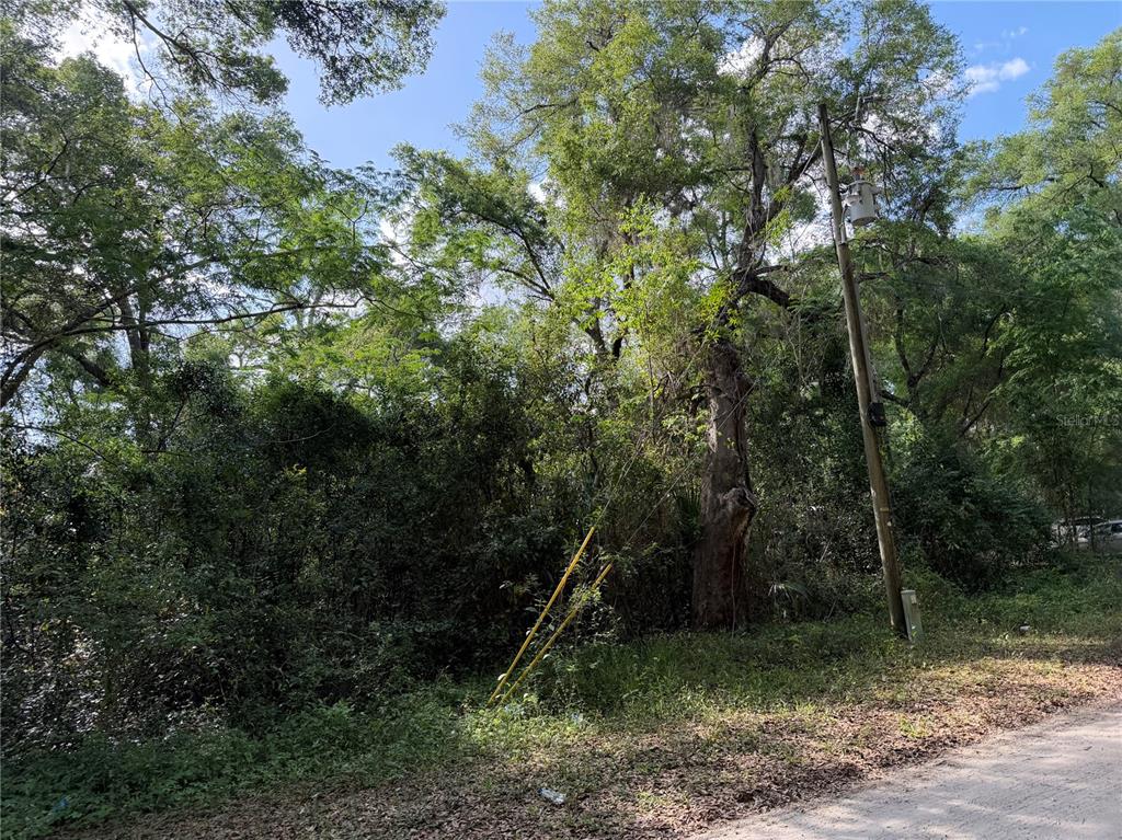 1410 Northwest 10th Street Chiefland, FL 32626 - Photo 3 of 4 a view of a forest with a tree