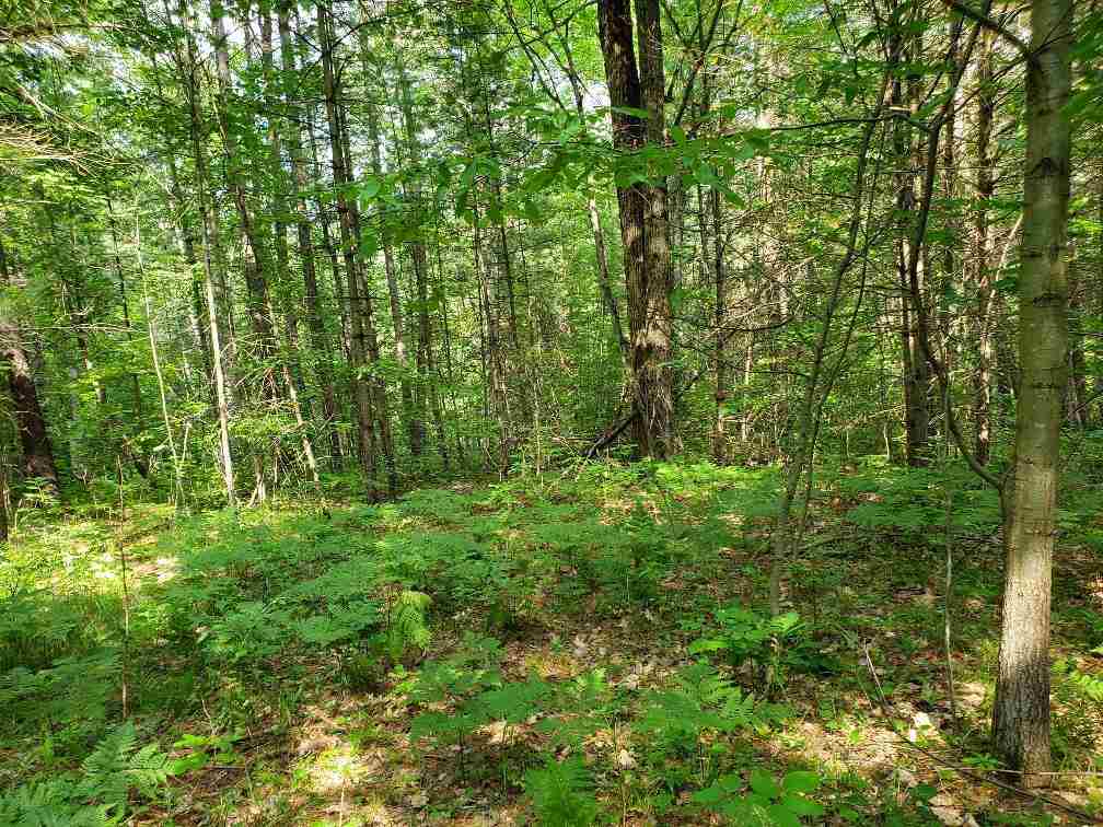 Parcel G Sugar River Road Gladwin, MI 48624 - Photo 6 of 14