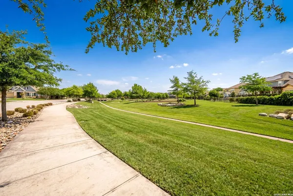 a park with large trees