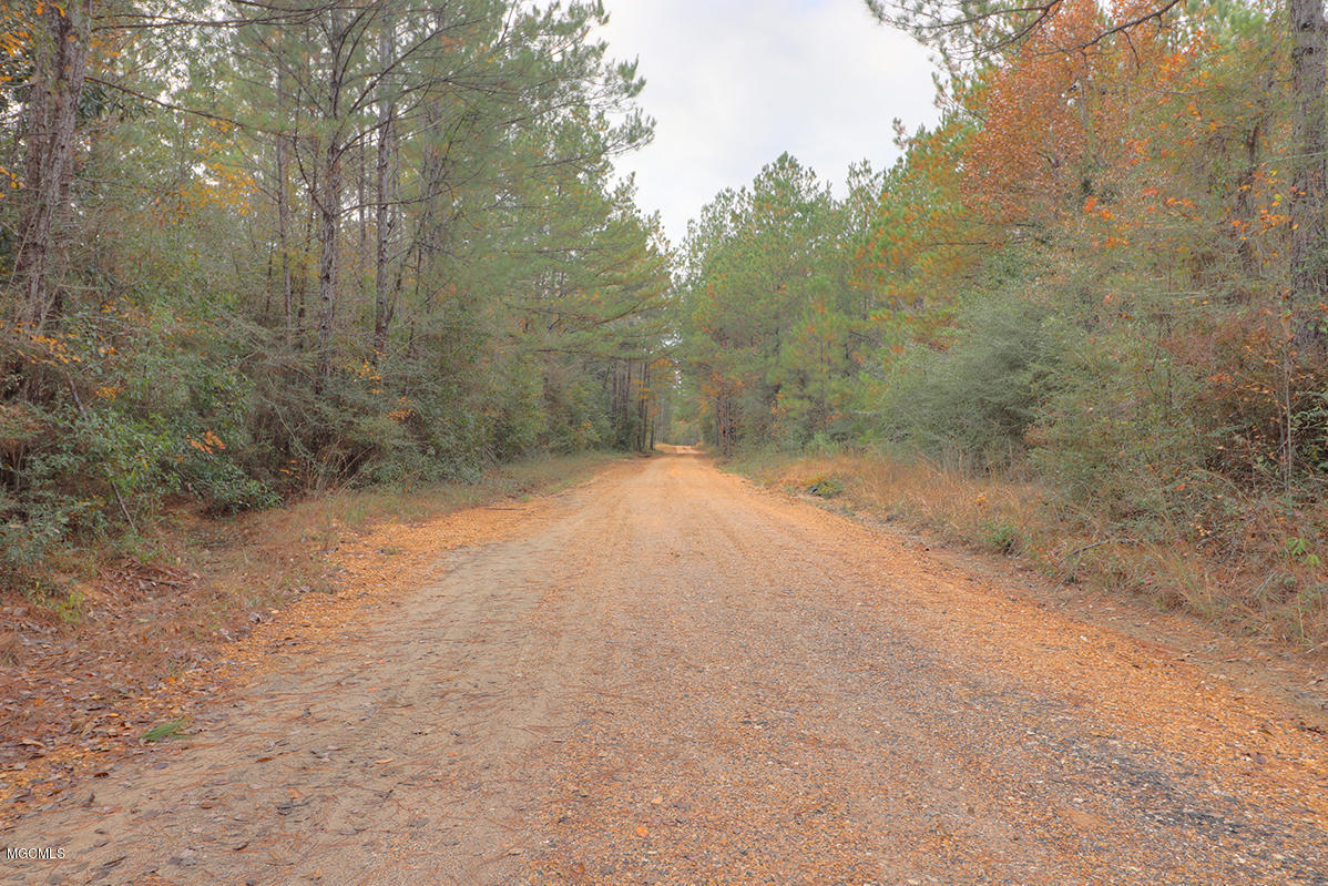 40 Price Road Perkinston, MS 39573 - Photo 6 of 7 Dead-end dirt road leading to property