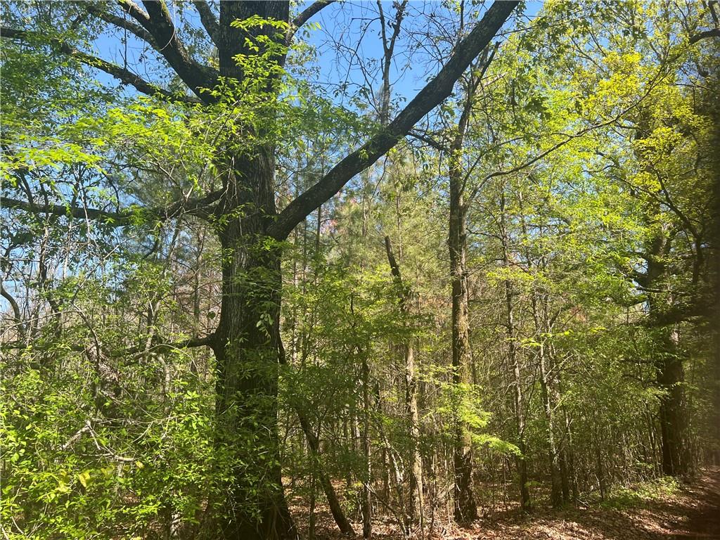 0 Nation Road Deville, LA 71328 - Photo 2 of 8