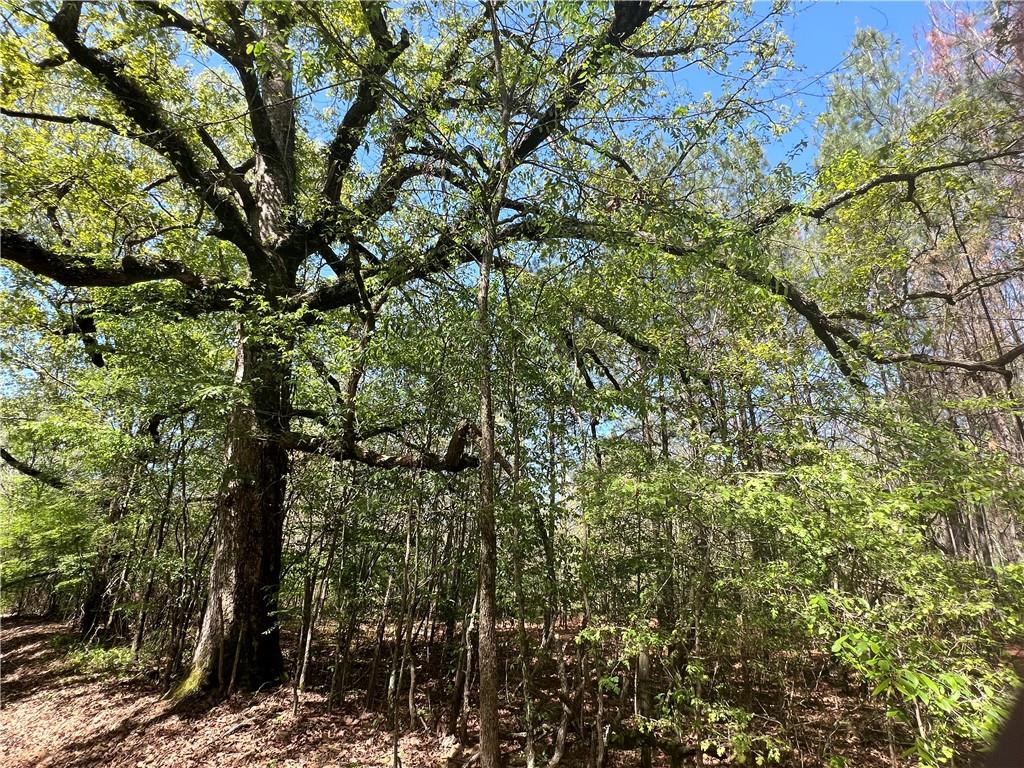 0 Nation Road Deville, LA 71328 - Photo 6 of 8