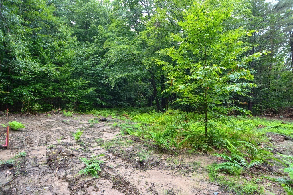 171 Arthur Pease Road Chester, MA 01011 - Photo 11 of 13 a backyard of a house with lots of green space