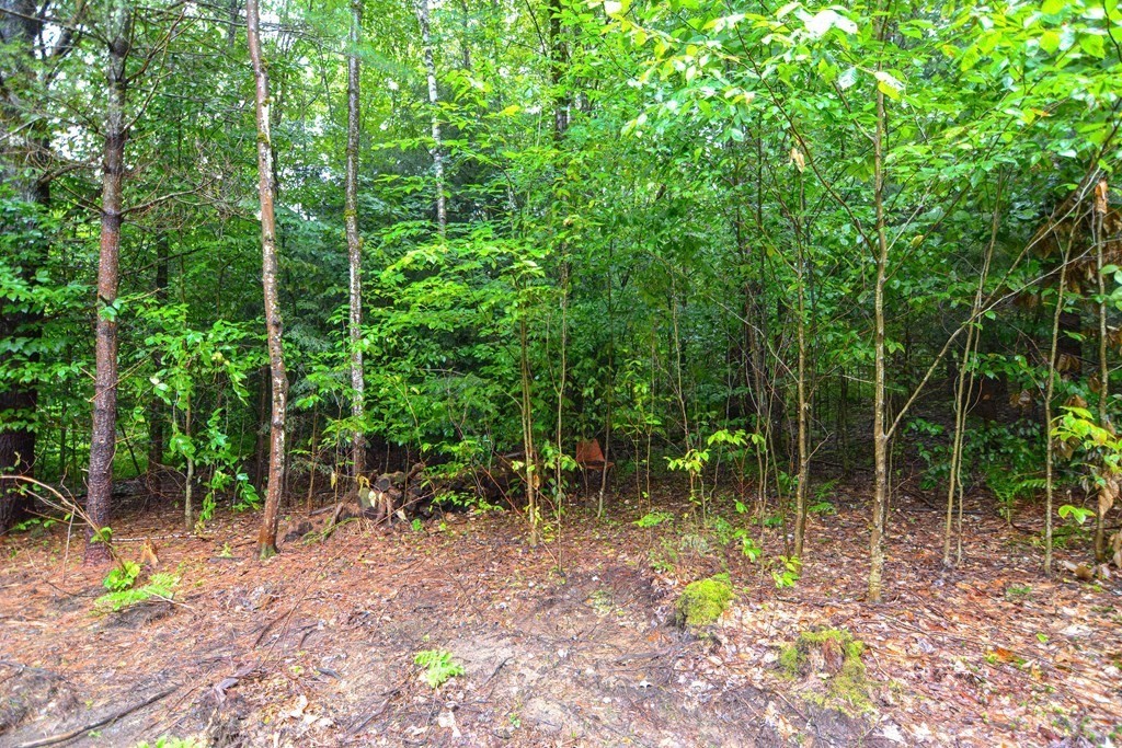 171 Arthur Pease Road Chester, MA 01011 - Photo 12 of 13 a backyard of a house with lots of trees
