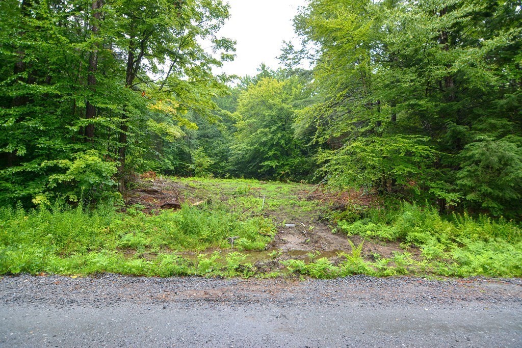 171 Arthur Pease Road Chester, MA 01011 - Photo 4 of 13 a view of a yard with a tree