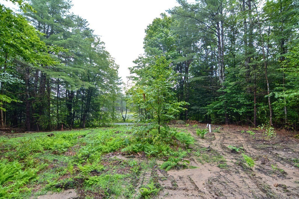 171 Arthur Pease Road Chester, MA 01011 - Photo 7 of 13 a view of a green field with lots of bushes