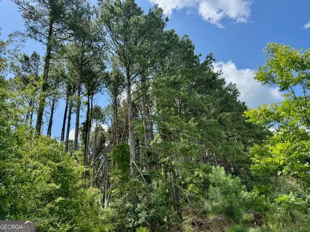 a view of a flower in a garden