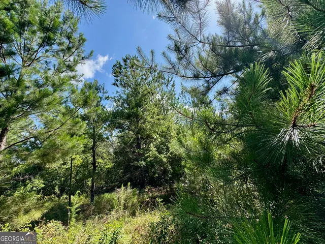 a view of a bunch of trees and bushes