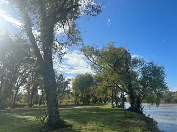 a view of a trees in a yard