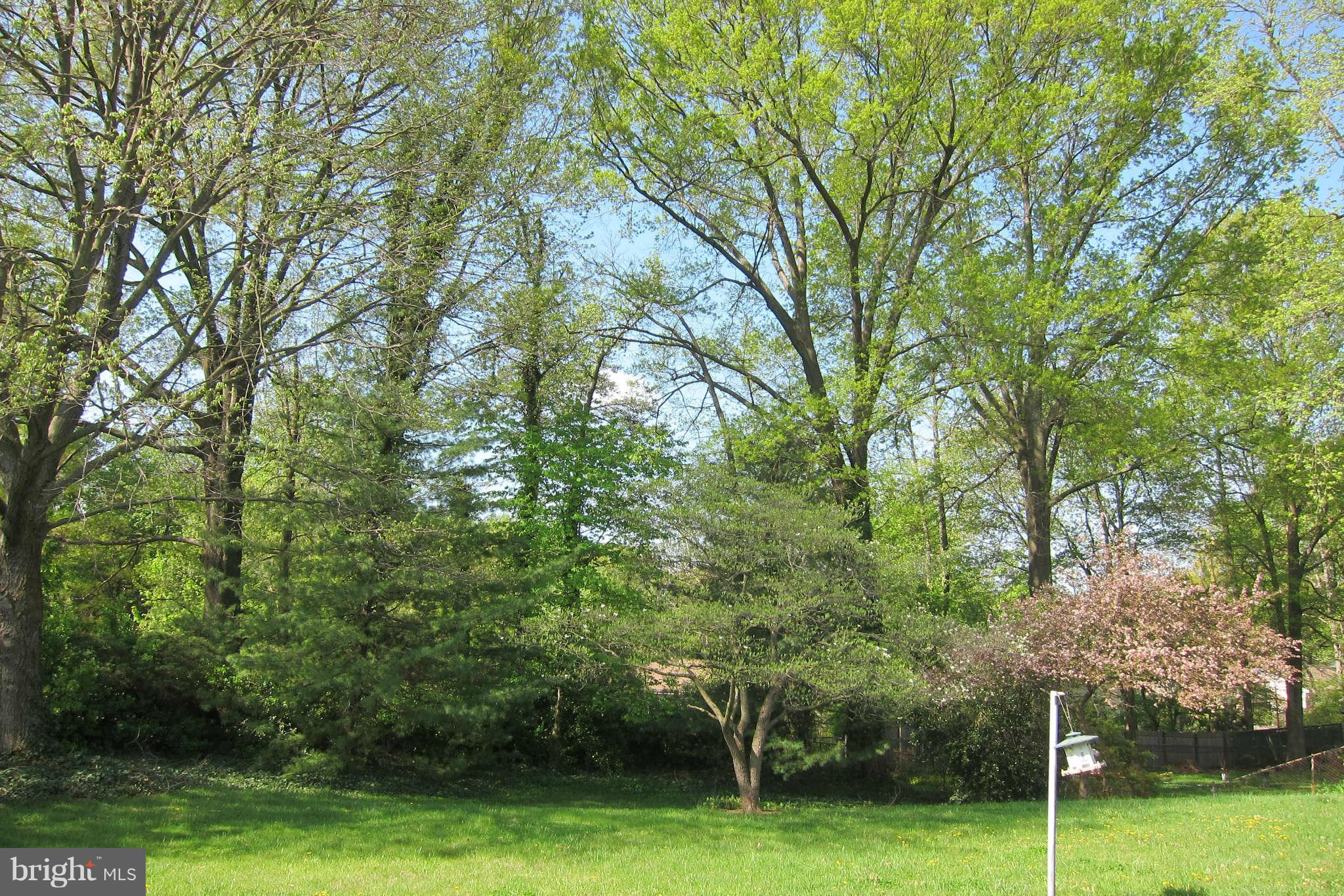 8642 Gateshead Road Alexandria, VA 22309 - Photo 6 of 20 Lots of room to play or let the dog run