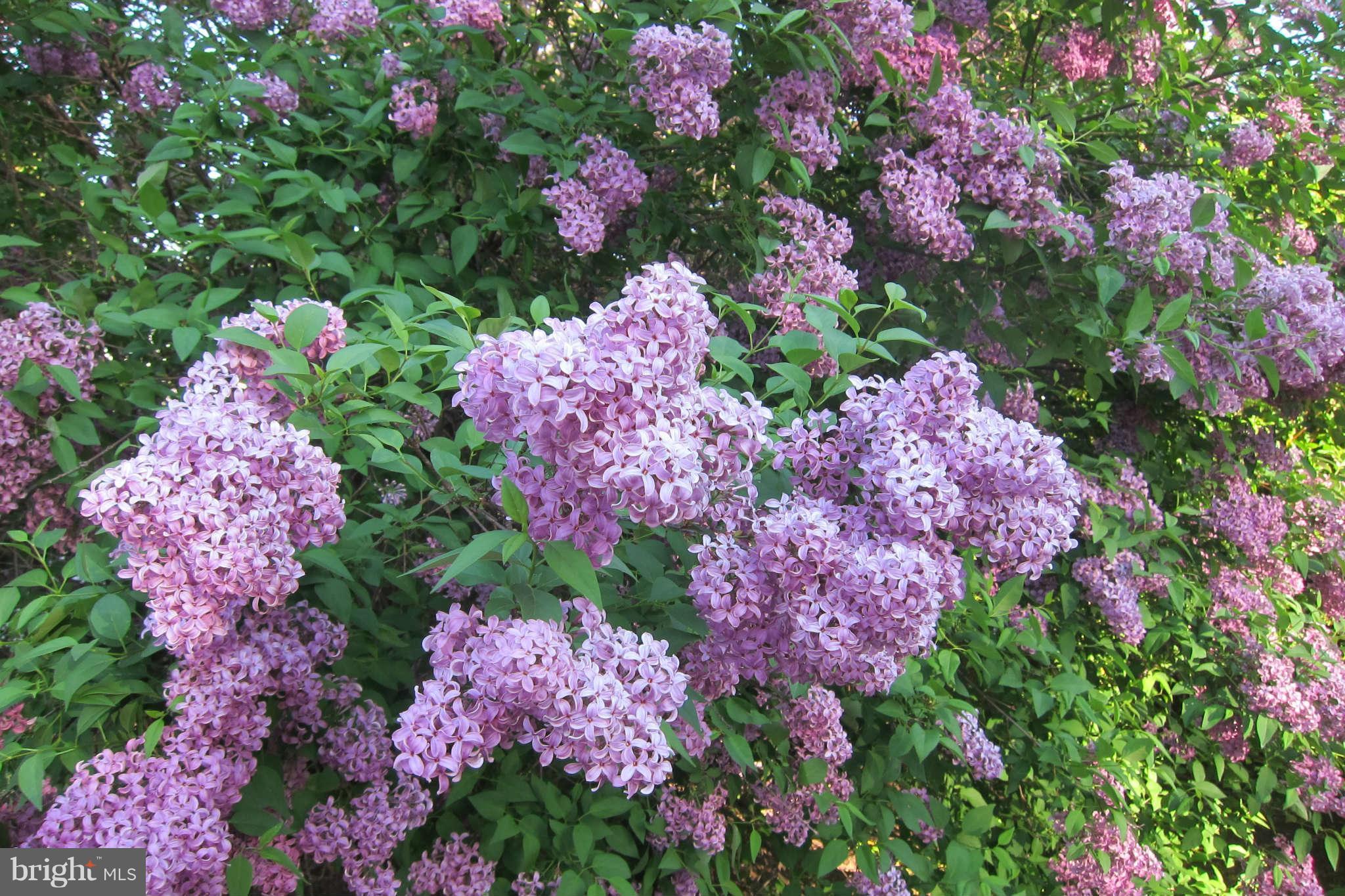 8642 Gateshead Road Alexandria, VA 22309 - Photo 8 of 20 Beautiful Lilac bush in front yard