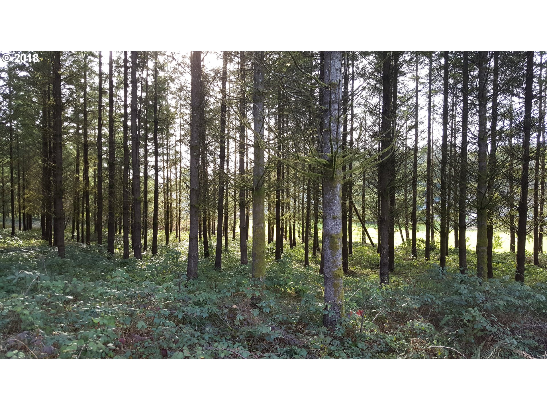 34386 Pittsburg Road St. Helens, OR 97051 - Photo 1 of 7 Gallery Image 1