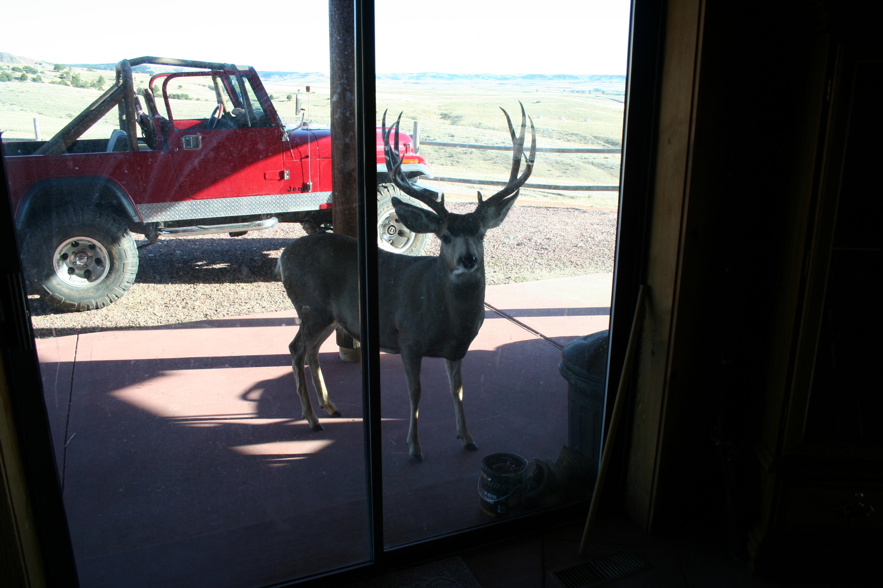 593 Lower Prairie Dog Road Sheridan, WY 82801 - Photo 35 of 142 deer on patio Sept. 22nd 2009 023