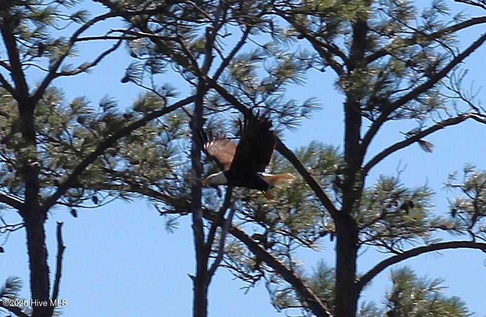 105 Waterway Road Havelock, NC 28532 - Photo 8 of 16 Eagles frequent this community