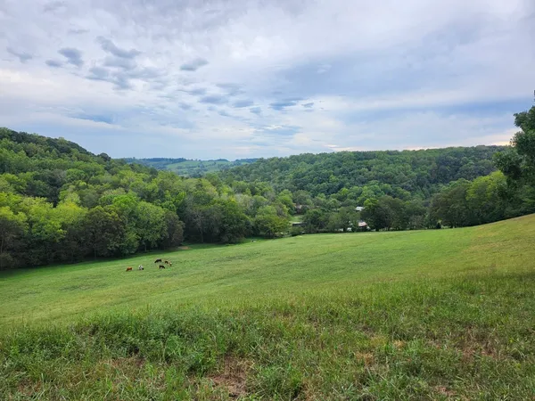 a view of a green field with lots of bushes
