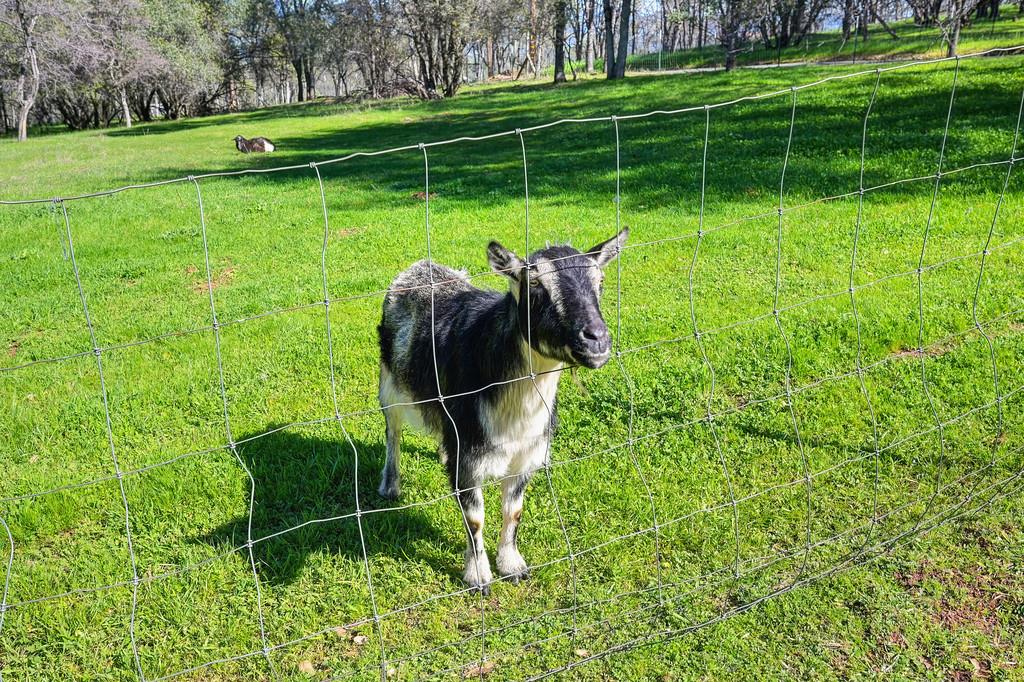 5508 High Sierra Road Pilot Hill, CA 95664 - Photo 55 of 86