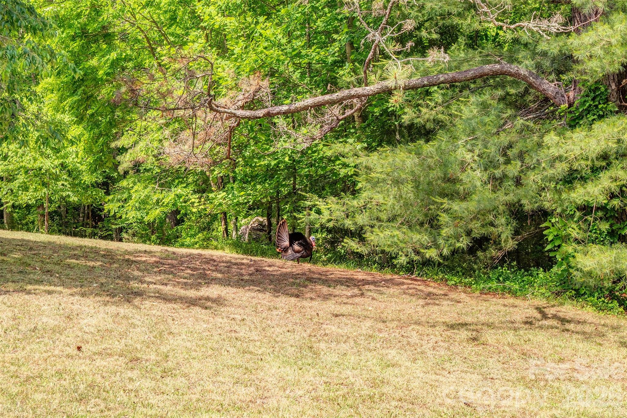 136 Graveyard Road Fairview, NC 28730 - Photo 46 of 48