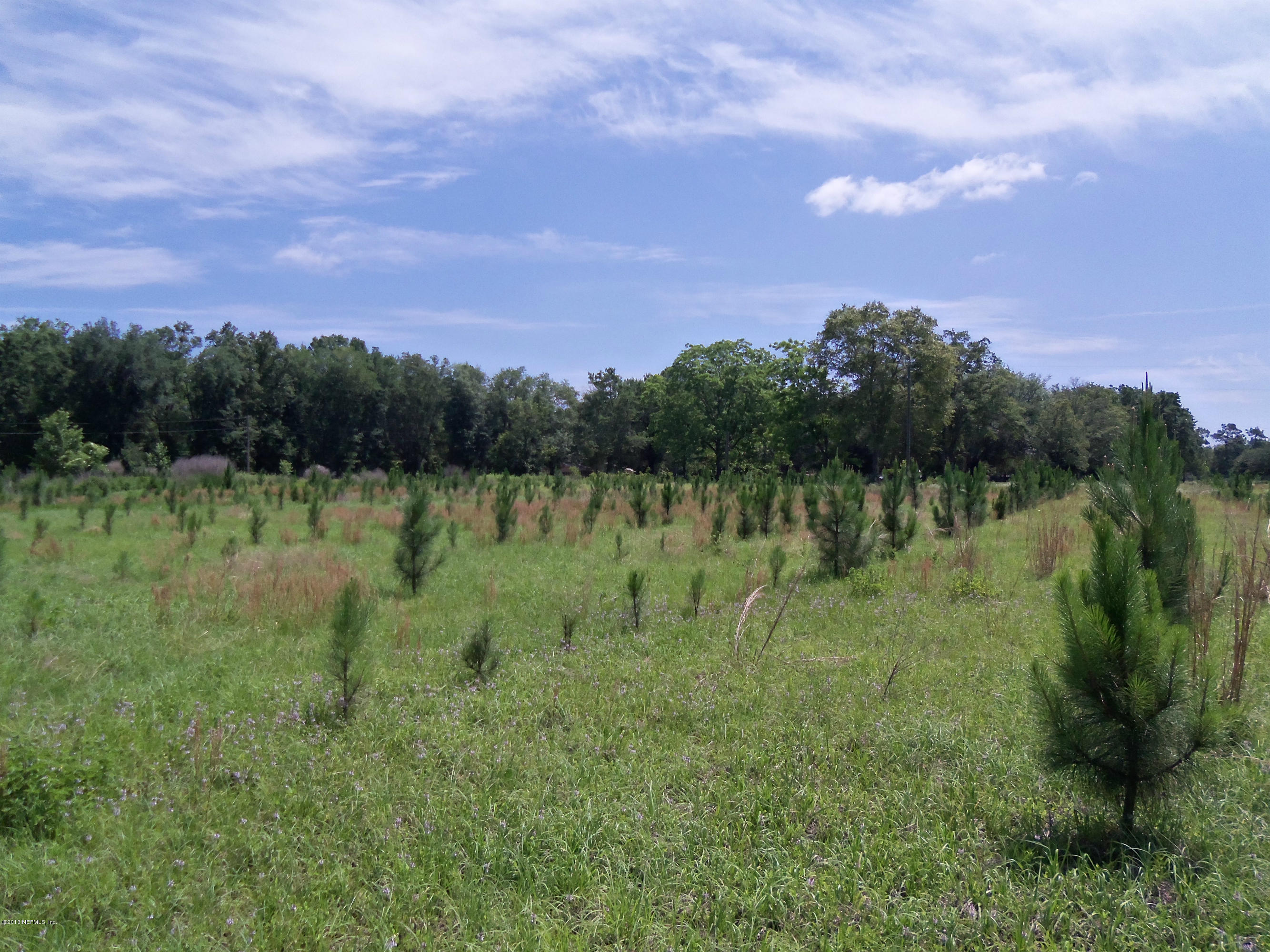 Tba Carroll Corner Road Hilliard, FL 32046 - Photo 2 of 5 Front view-planted pines