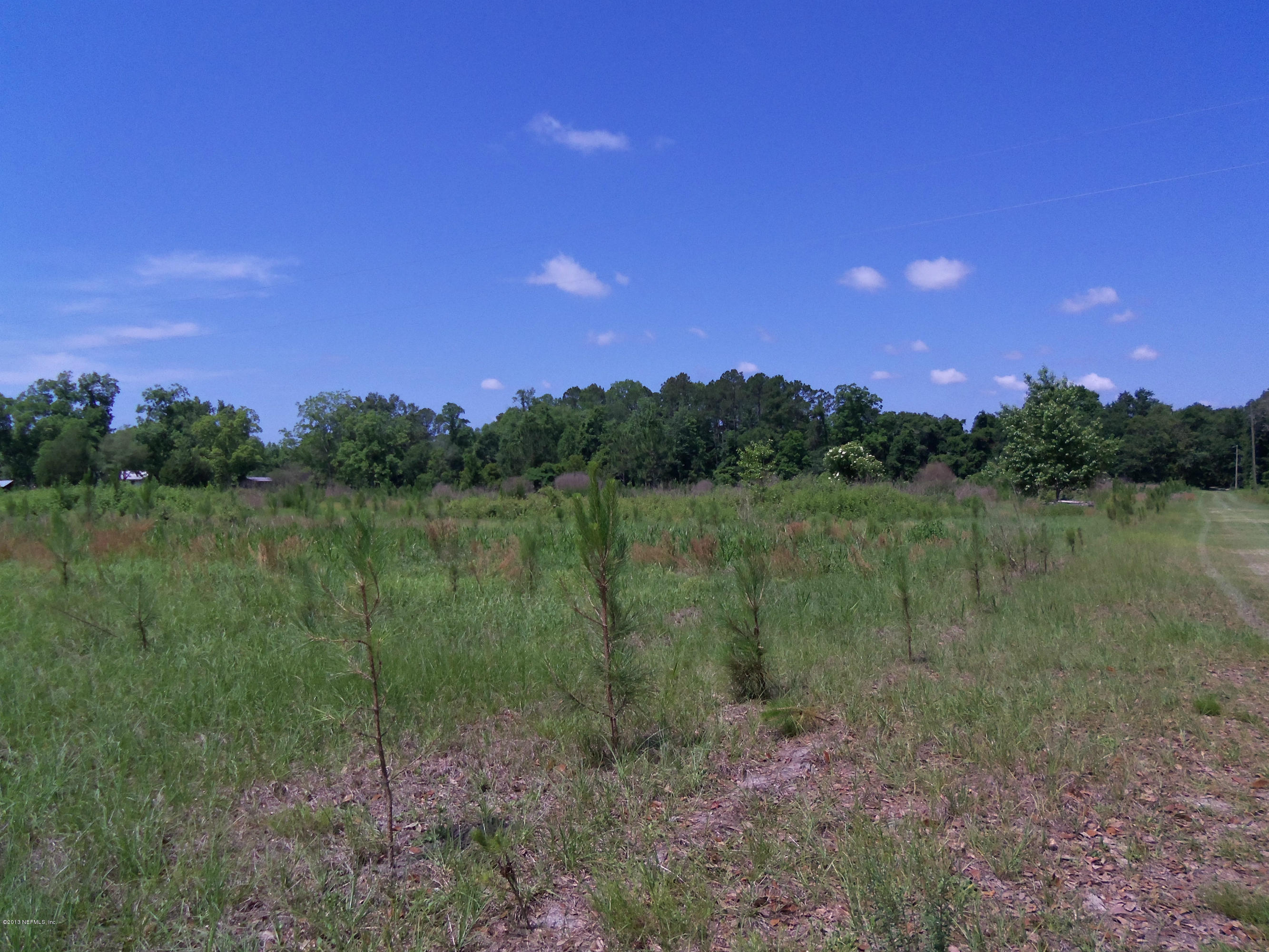Tba Carroll Corner Road Hilliard, FL 32046 - Photo 3 of 5 Planted pines