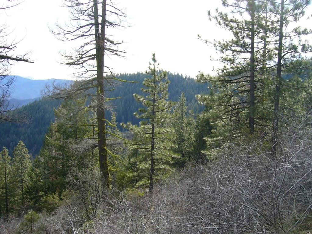 159.4 Acres Ridge Road Yreka, CA 96097 - Photo 9 of 23 Gallery Image 9