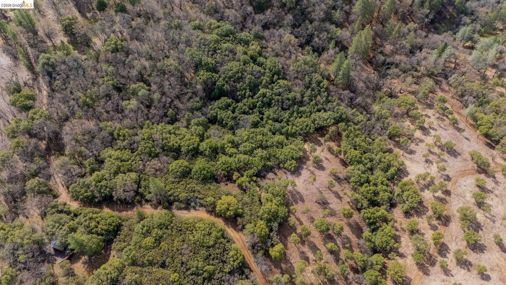 25555 Forest Rte 3N11 Columbia, CA 95310 - Photo 11 of 11 a view of a forest with a tree