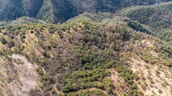 a view of a dry yard with trees