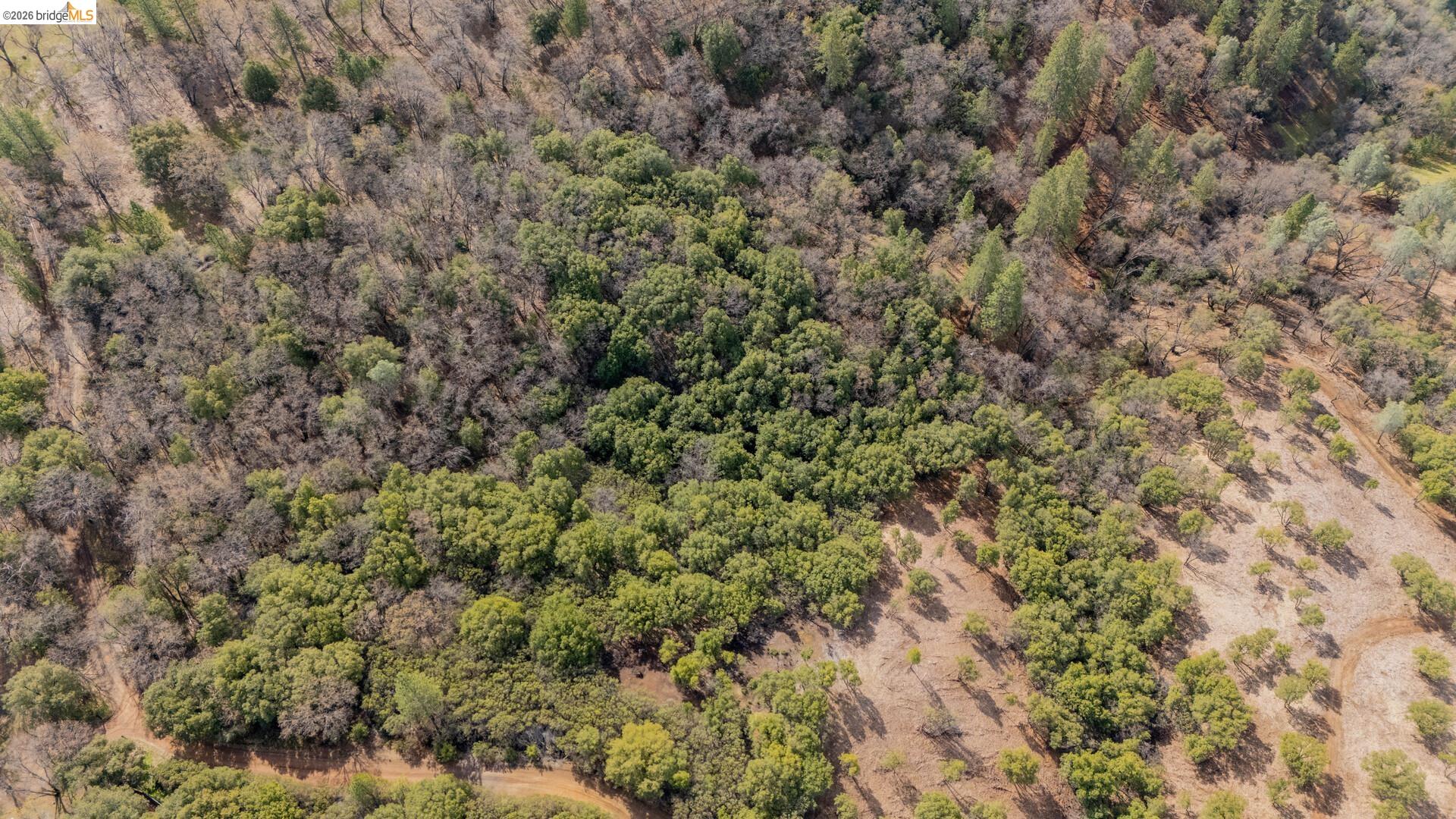 25555 Forest Rte 3N11 Columbia, CA 95310 - Photo 6 of 11 a view of a forest with a tree
