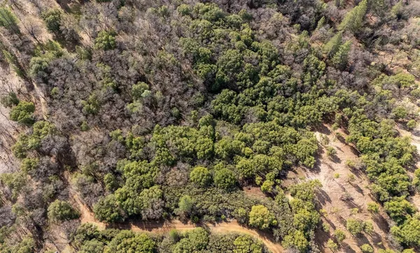 a view of a forest with a tree