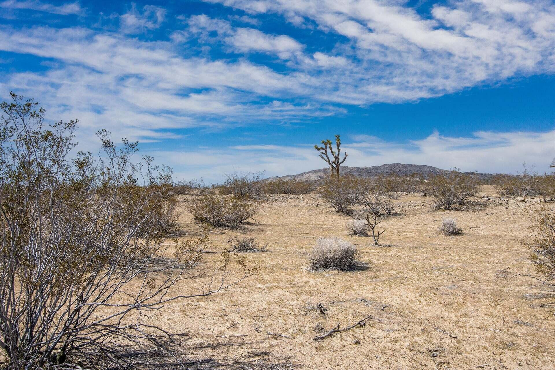 57628 Pine Street Landers, CA 92285 - Photo 6 of 25 a view of a dry yard covered with snow