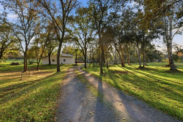 a view of yard with tree