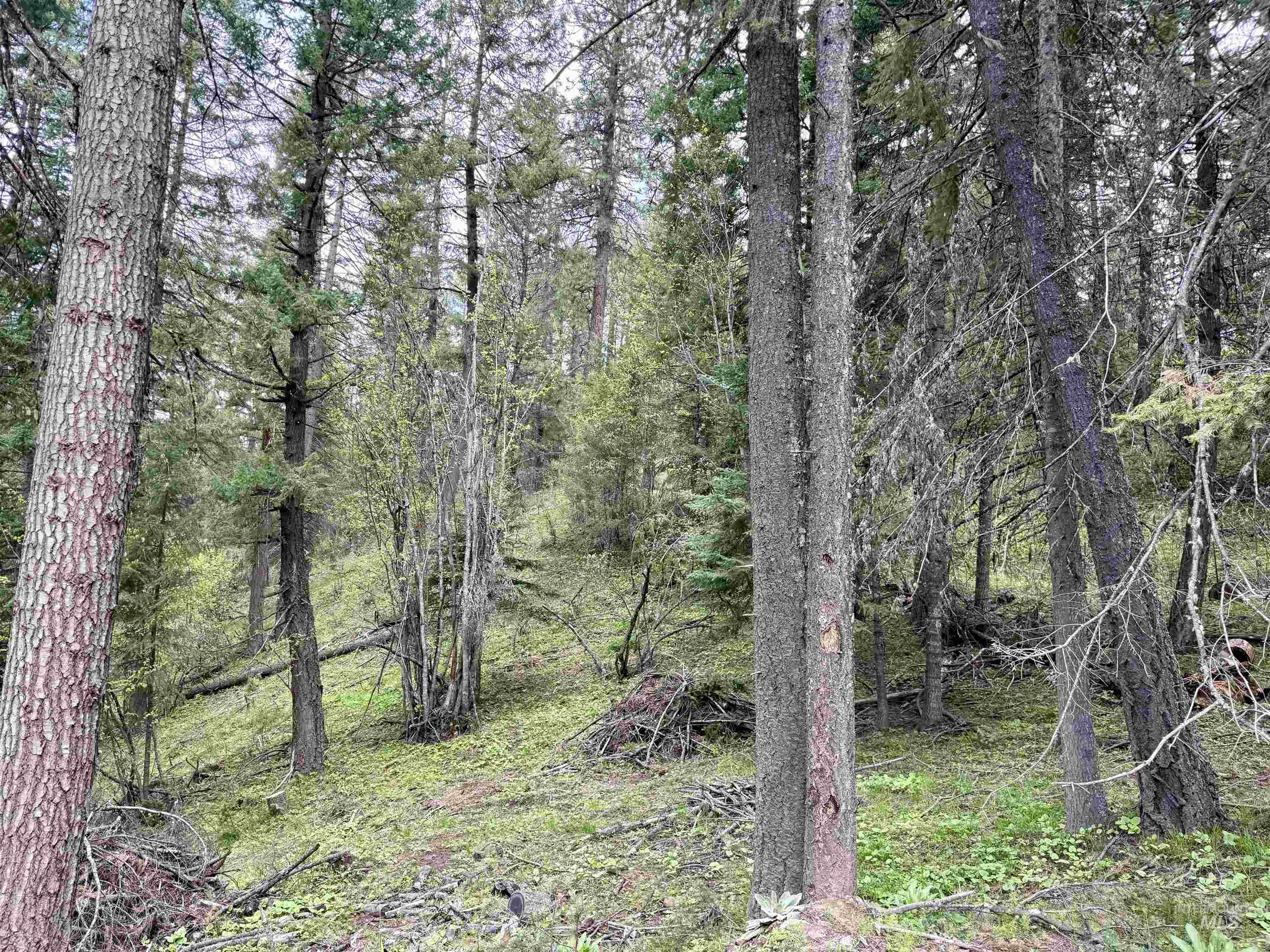 Tbd Lakeview Road Orofino, ID 83544 - Photo 23 of 31